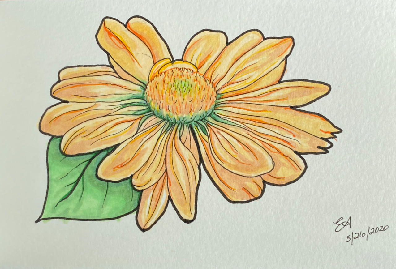 daisy sketch